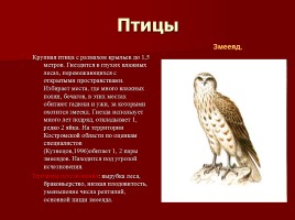 Красная книга Костромской области, слайд 13