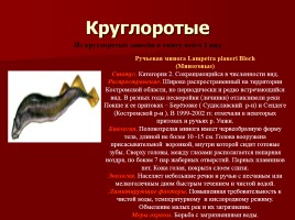 Красная книга Костромской области, слайд 19
