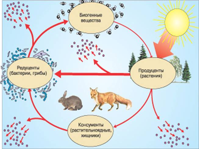 Презентация - Строение и свойства биогеоценоза