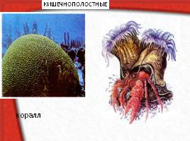 Многообразие живых организмов, слайд 45
