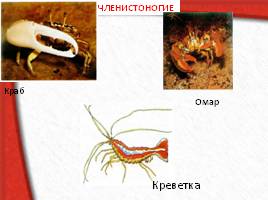 Многообразие живых организмов, слайд 55