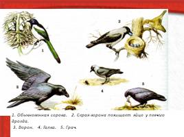 Многообразие живых организмов, слайд 75