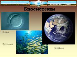 Многообразие форм живых организмов, слайд 31