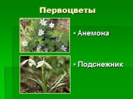 Растения Крыма, слайд 2