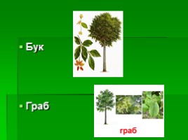 Растения Крыма, слайд 5