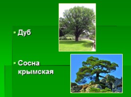 Растения Крыма, слайд 6