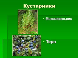 Растения Крыма, слайд 7