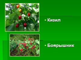Растения Крыма, слайд 8