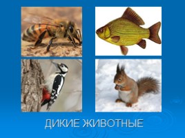 Охрана животных Крыма, слайд 2