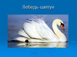 Охрана животных Крыма, слайд 20