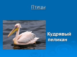 Охрана животных Крыма, слайд 9