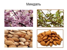 Культурные растения Крыма, слайд 10