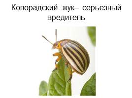 Проект ученика «Что я знаю о жуках?», слайд 15