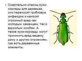 Проект ученика «Что я знаю о жуках?», слайд 16