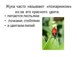 Проект ученика «Что я знаю о жуках?», слайд 18