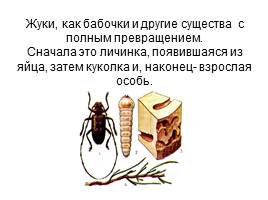 Проект ученика «Что я знаю о жуках?», слайд 19