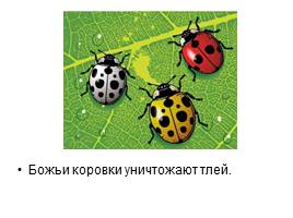 Проект ученика «Что я знаю о жуках?», слайд 21