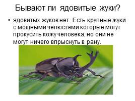 Проект ученика «Что я знаю о жуках?», слайд 24