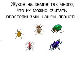 Проект ученика «Что я знаю о жуках?», слайд 8