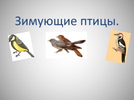 Зимующие птицы, слайд 1