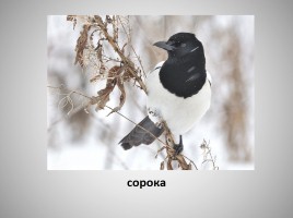 Зимующие птицы, слайд 7