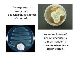 О создателях и свойствах пенициллина, слайд 4