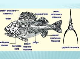 Обобщение темы «Рыбы», слайд 6