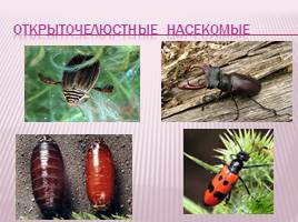 Класс насекомые, слайд 10