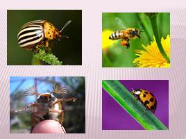 Класс насекомые, слайд 19