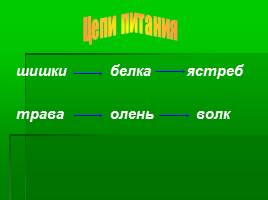 Игра-соревнование по станциям «Жизнь леса» 4 класс, слайд 33