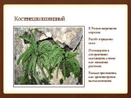 Красная книга: Растения Санкт-Петербурга и Ленинградской области, слайд 4