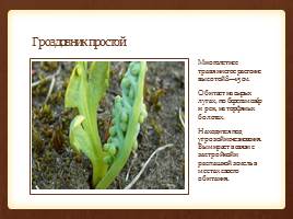 Красная книга: Растения Санкт-Петербурга и Ленинградской области, слайд 5