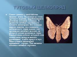 Бабочки, слайд 13