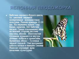 Бабочки, слайд 14