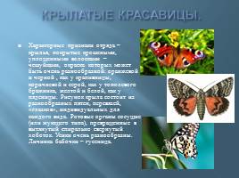 Бабочки, слайд 2