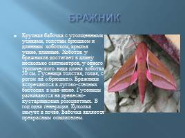 Бабочки, слайд 4