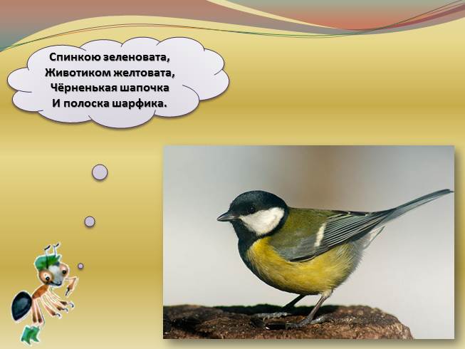 Презентация Где зимуют птицы