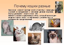 Родственники кошки, слайд 10