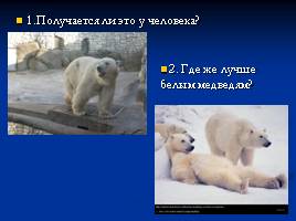 Где живут белые медведи?, слайд 16