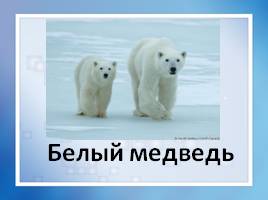 Белый медведь, слайд 1