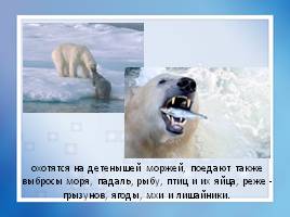 Белый медведь, слайд 6