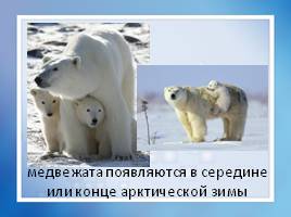 Белый медведь, слайд 8