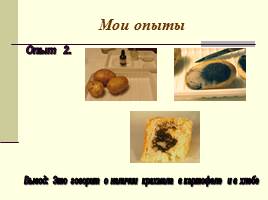 Исследовательская работа 4 класс «Правда ли, что картошка - второй хлеб?», слайд 13