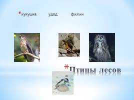 Животный мир Краснодарского края, слайд 16