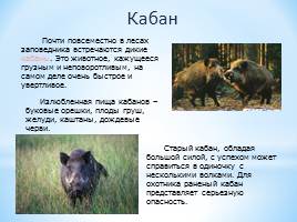 Животный мир Краснодарского края, слайд 28