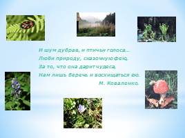 Животный мир Краснодарского края, слайд 31