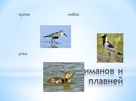 Животный мир Краснодарского края, слайд 8