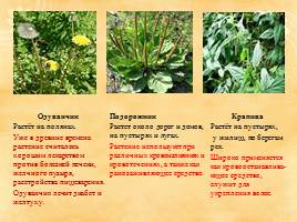 Проектно-исследовательская работа «Лекарственные растения станицы Крупской», слайд 9