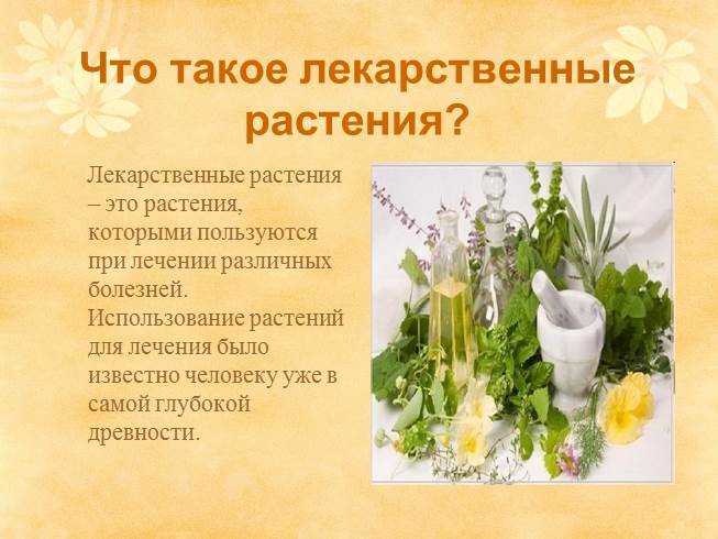 Презентация Лекарственные Растения 5 Класс