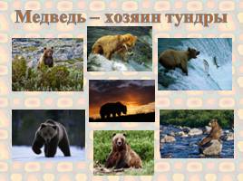 Медведь – символ России, слайд 8